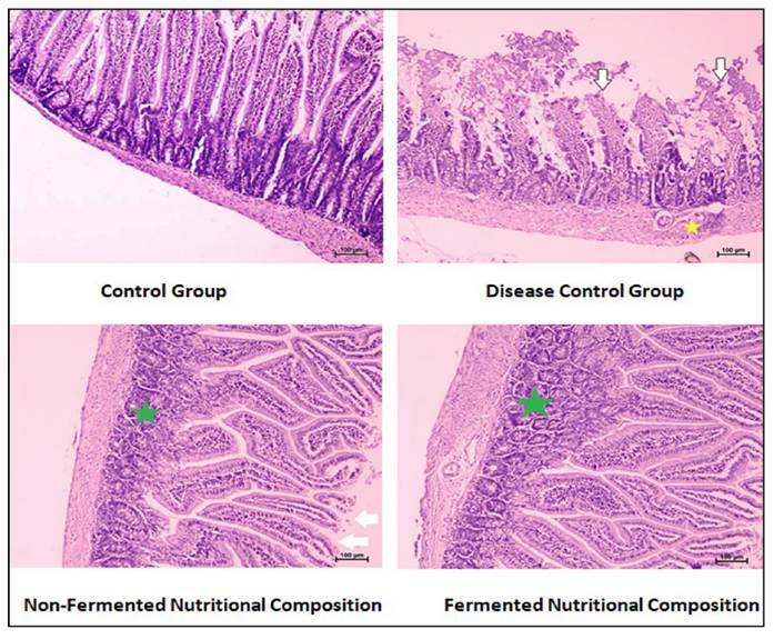 MILLET BASED NUTRITIONAL SUPPLEMENT FOR DIARRHEAL EPISODE IN PROTEIN ENERGY MALNOURISHED CONDITION: AN EXPERIMENTAL APPROACH IN CASTOR OIL MODEL.