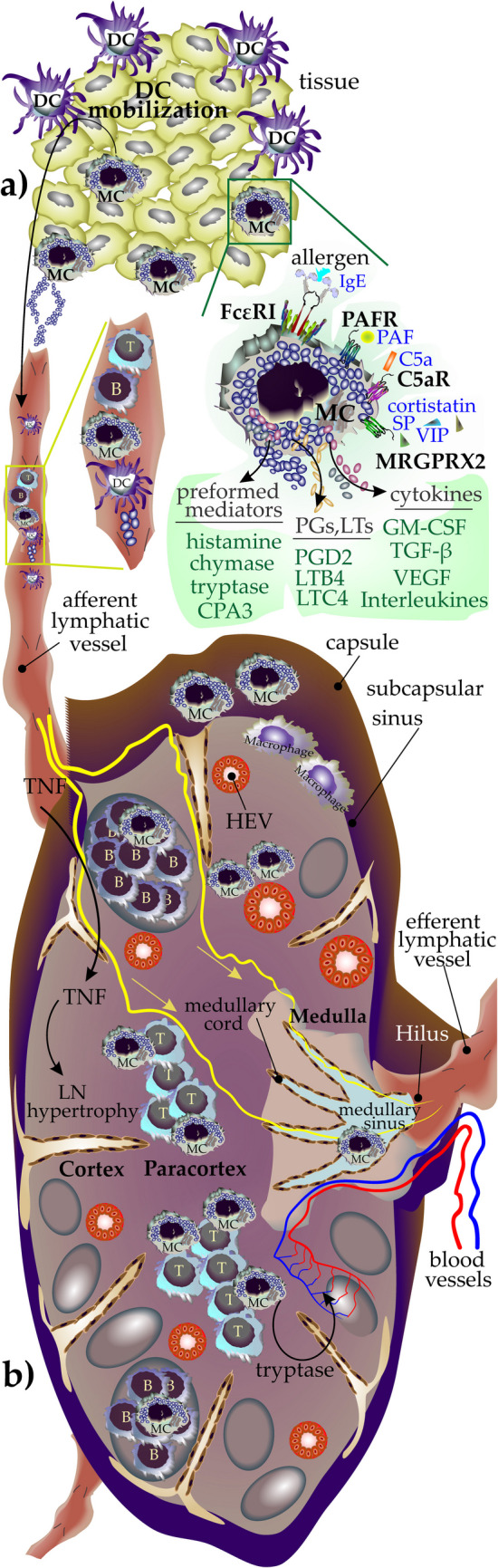 The Impact of Mast Cells on the Anatomy, Cellular Communication, and Molecular Immune Network of Lymph Nodes.