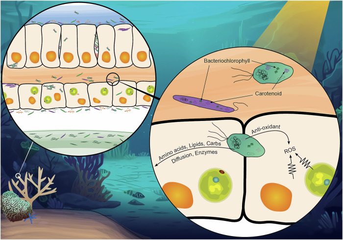 Phototrophic bacteria as potential probiotics for corals.