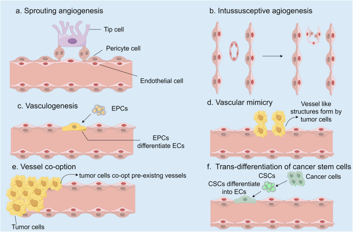 Decoding tumor angiogenesis: pathways, mechanisms, and future directions in anti-cancer strategies.