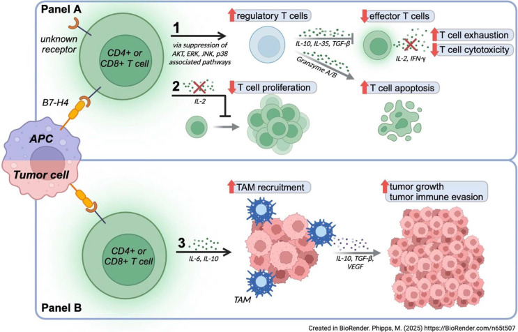 B7 Homolog 4 (B7-H4)-Directed Agents in Oncology Clinical Trials: A Review.