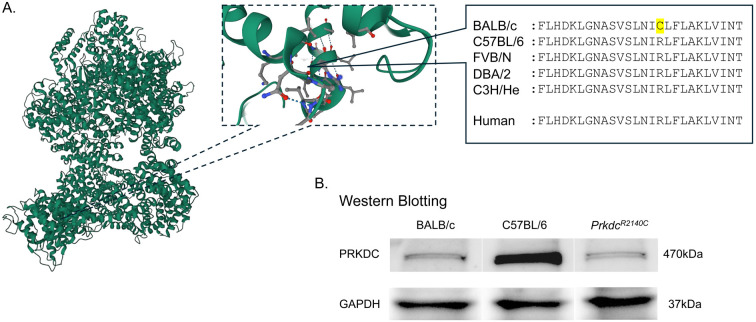 Adriamycin-induced nephropathy models: elucidating CKD pathophysiology and advancing therapeutic strategies.