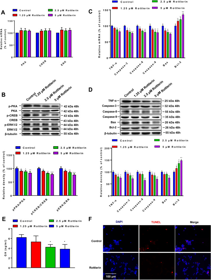 Reducing PKCδ inhibits tumor growth through growth hormone by inhibiting PKA/CREB/ERK signaling pathway in pituitary adenoma.