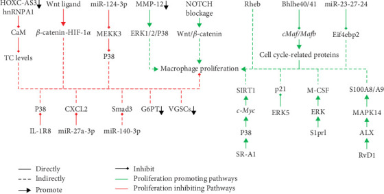 Progression in the In Vitro Macrophage Expansion.
