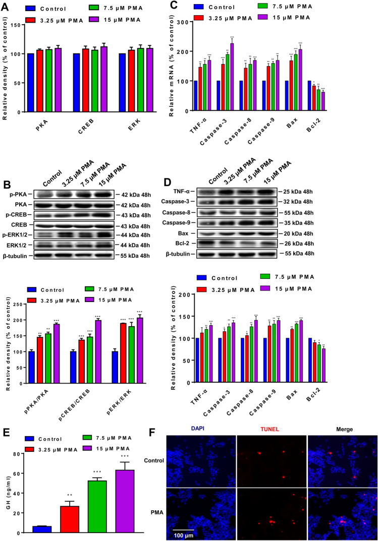 Reducing PKCδ inhibits tumor growth through growth hormone by inhibiting PKA/CREB/ERK signaling pathway in pituitary adenoma.