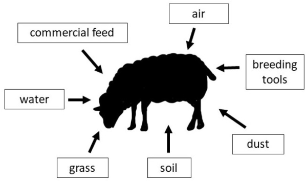 Evaluation of sheep exposure to poly- and perfluoroalkyl substances through hair sample analysis.