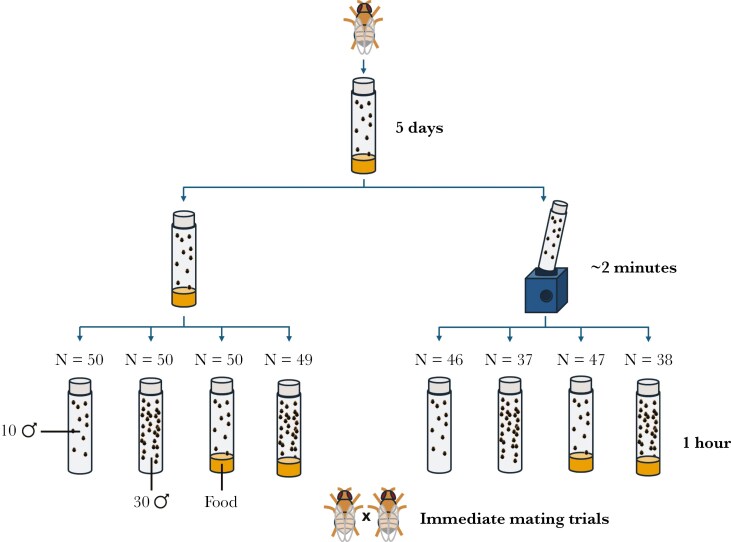 Short-term increases in rival number improves single mating productivity in male <i>Drosophila</i>.