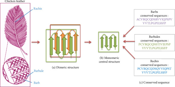 Current Understanding of Feather Keratin and Keratinase and Their Applications in Biotechnology.