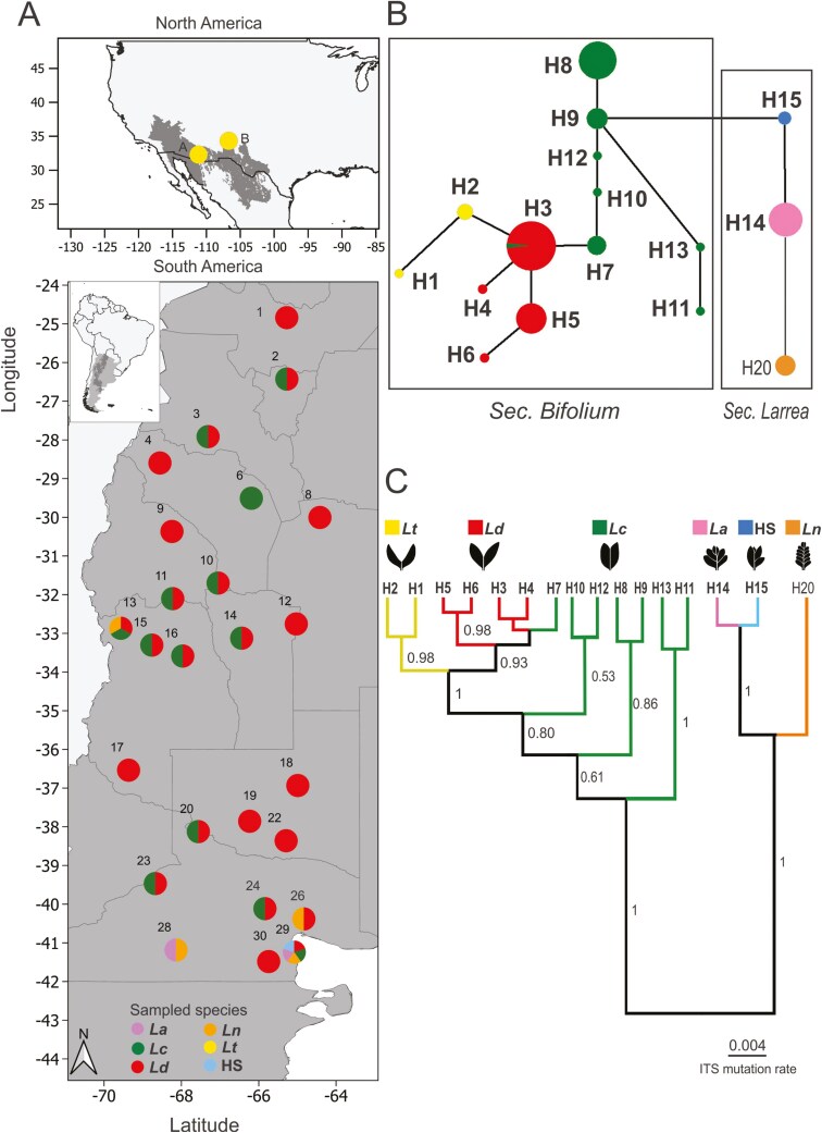 Everything everywhere all at once? Disentangling the long-lasting riddle of phylogenetic relationships and cryptic hybridization in the amphitropical genus <i>Larrea</i>.