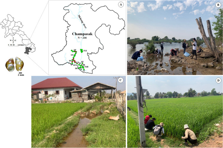 Genetic structure and geographical distribution of Bithynia siamensis sensu lato from Khong and Mounlapamok districts, Champasak Province, Laos.