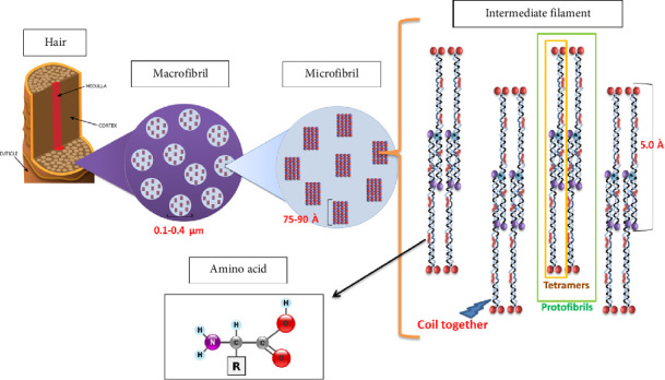 Current Understanding of Feather Keratin and Keratinase and Their Applications in Biotechnology.