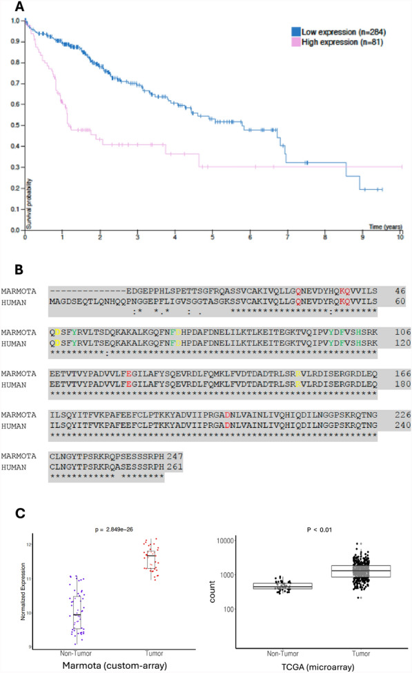 PET imaging of hepatocellular carcinoma with [<sup>124</sup>I]IV-14.