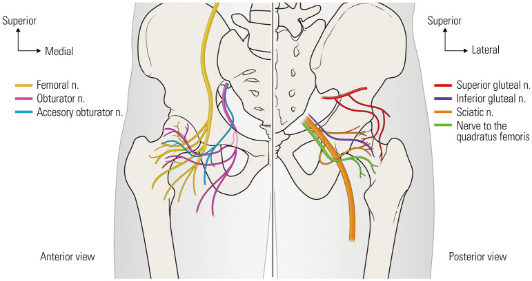 Pericapsular Nerve Group Block with Periarticular Injection for Pain Management after Total Hip Arthroplasty: A Randomized Controlled Trial.