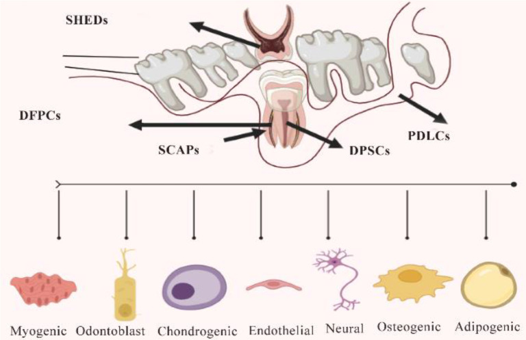 Revolutionary Regeneration Therapy Utilizing Dental Stem Cells and State-of-the-Art Nanotechnology Devices to Heal Injured Teeth and Tissues.