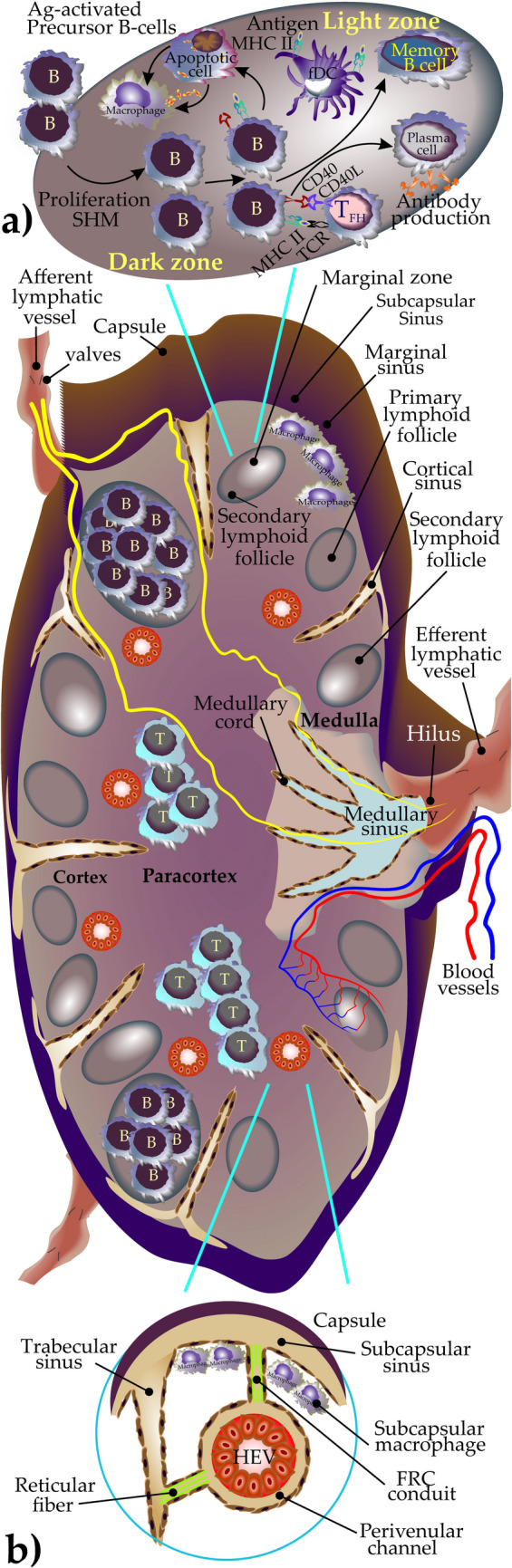 The Impact of Mast Cells on the Anatomy, Cellular Communication, and Molecular Immune Network of Lymph Nodes.