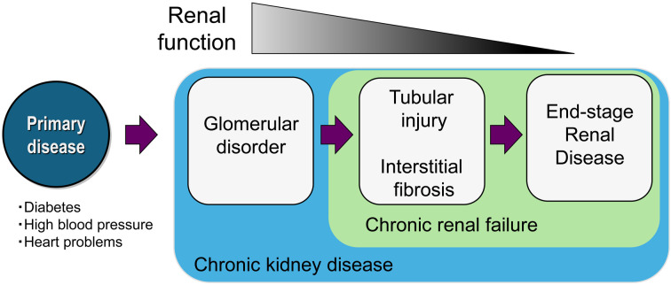 Adriamycin-induced nephropathy models: elucidating CKD pathophysiology and advancing therapeutic strategies.