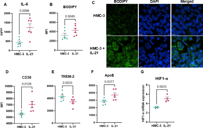 Chronic IL-21 drives neuroinflammation and promotes lipid accumulation in microglia.