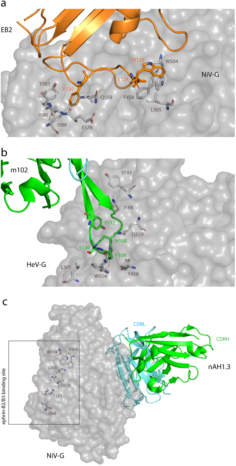 Structural biology of Nipah virus G and F glycoproteins: Insights into therapeutic and vaccine development.