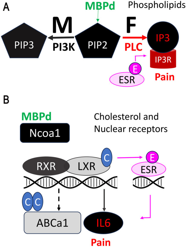 Pain kept under wraps of myelin sheath.