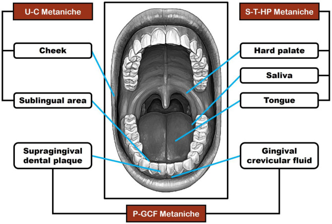 Human oral microbiome and its influence on mental health and brain disorders.