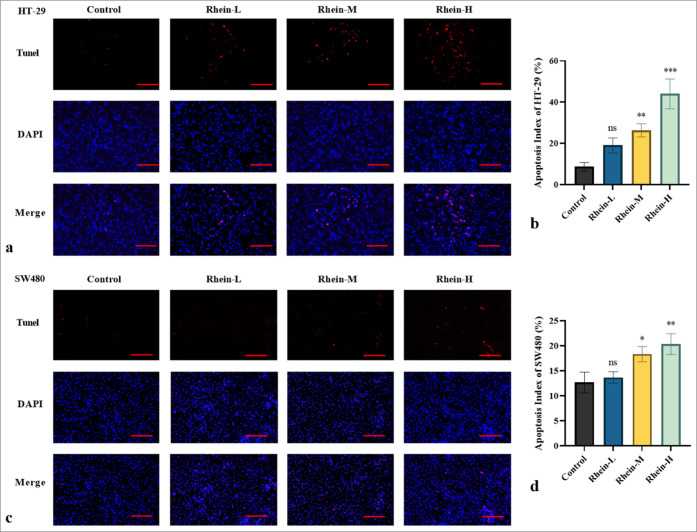 Rhein-induced apoptosis in colorectal cancer cell lines: A mechanistic study of the myeloid differentiation primary response gene 88/toll-like receptor 4/nuclear factor kappa-B signaling pathway.