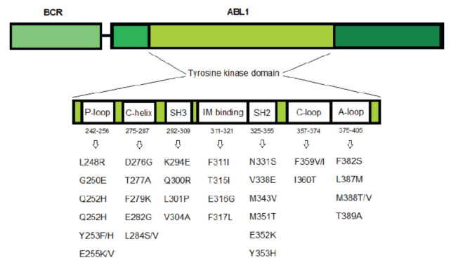 The Emergence of a Novel Insertional Mutation in the BCR::ABL/p210 Oncogene in B-Cell Acute Lymphoblastic Leukemia (B-ALL) Correlates with the Development of Resistance to Several Tyrosine Kinase Inhibitors.
