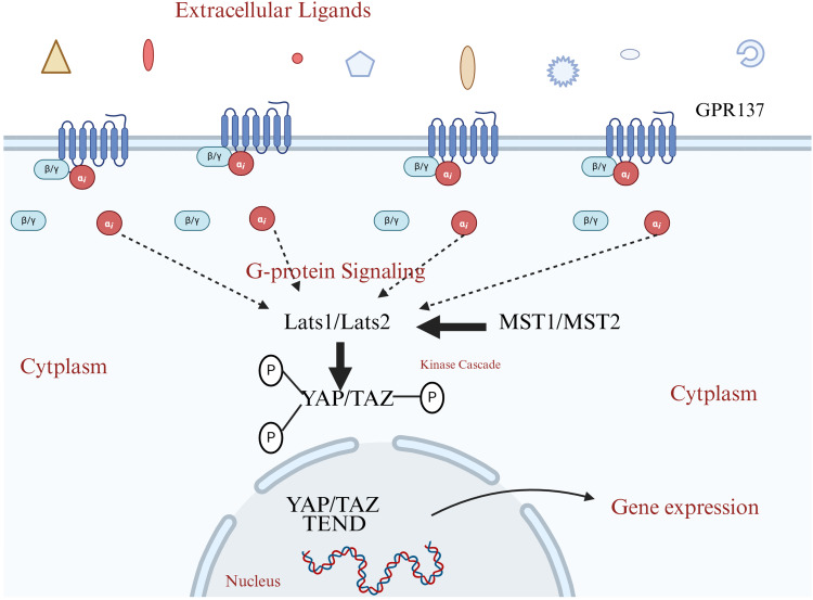 Research Progress of GPR137 in Malignant Tumors: A Review.