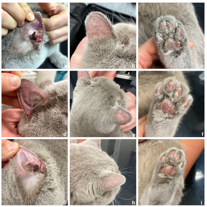 Successful management of pemphigus foliaceus with mycophenolate mofetil as a steroid-sparing agent in a cat with corticosteroid-associated congestive heart failure.