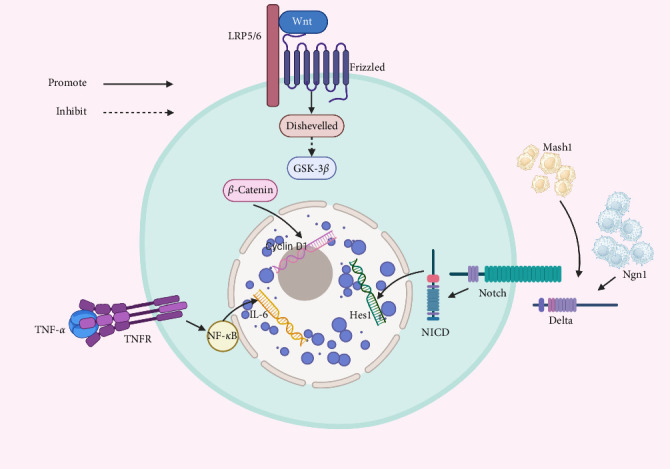 Role and Mechanism of Olfactory Stem Cells in the Treatment of Olfactory Disorders.