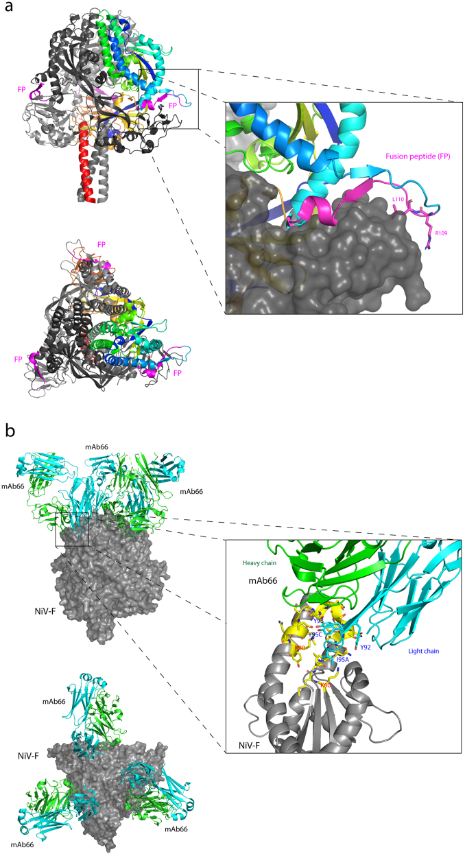 Structural biology of Nipah virus G and F glycoproteins: Insights into therapeutic and vaccine development.