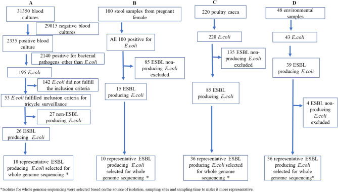 Extended spectrum beta-lactamase producing Escherichia coli and antimicrobial resistance gene sharing at the interface of human, poultry and environment: results of ESBL tricycle surveillance in Kathmandu, Nepal.