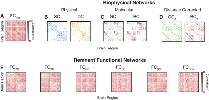 Quantifying the influence of biophysical factors in shaping brain communication through remnant functional networks.