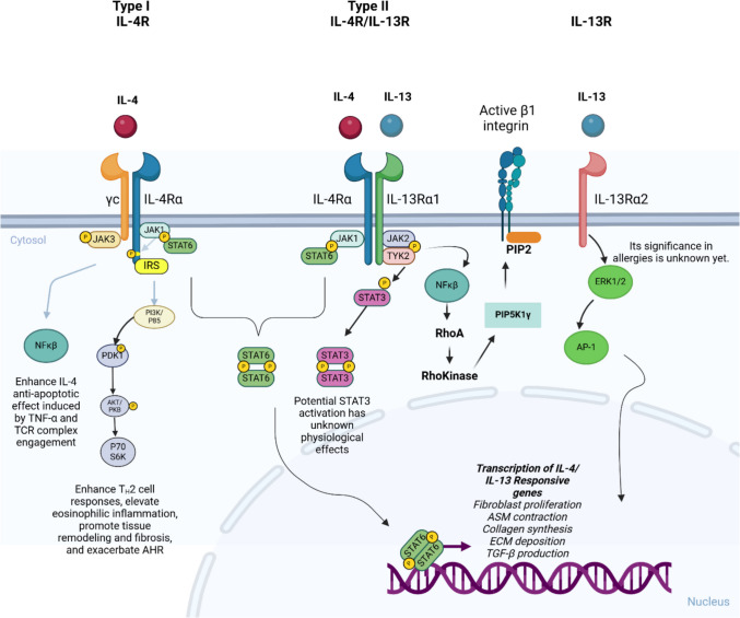 Targeting IL-13 and IL-4 in Asthma: Therapeutic Implications on Airway Remodeling in Severe Asthma.