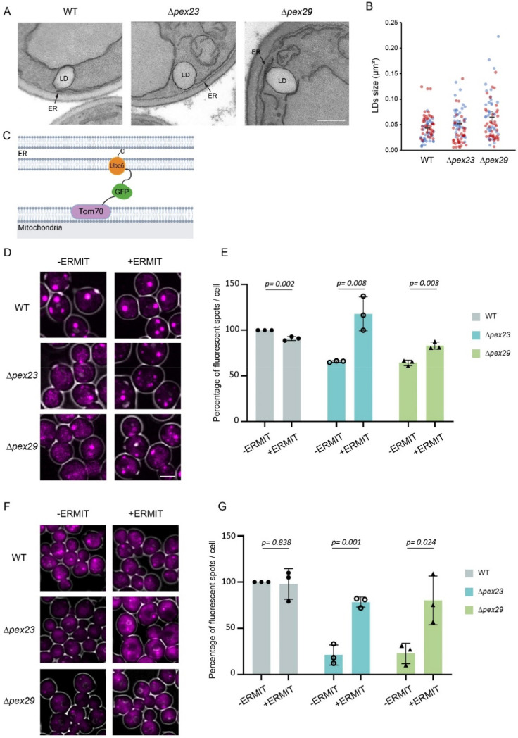 Artificial ER-Mitochondrion Tethering Restores Erg6 Localization and Lipid Droplet Formation in <i>Hansenula polymorpha Δpex23</i> and <i>Δpex29</i> Cells.