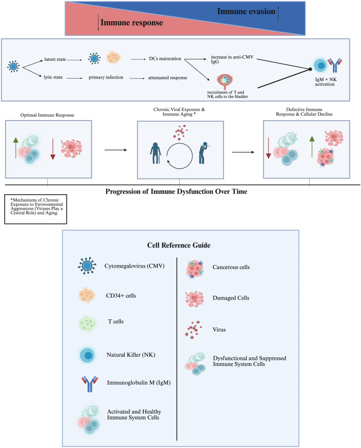 Viral infections and immune modulation in bladder cancer: implications for immunotherapy.