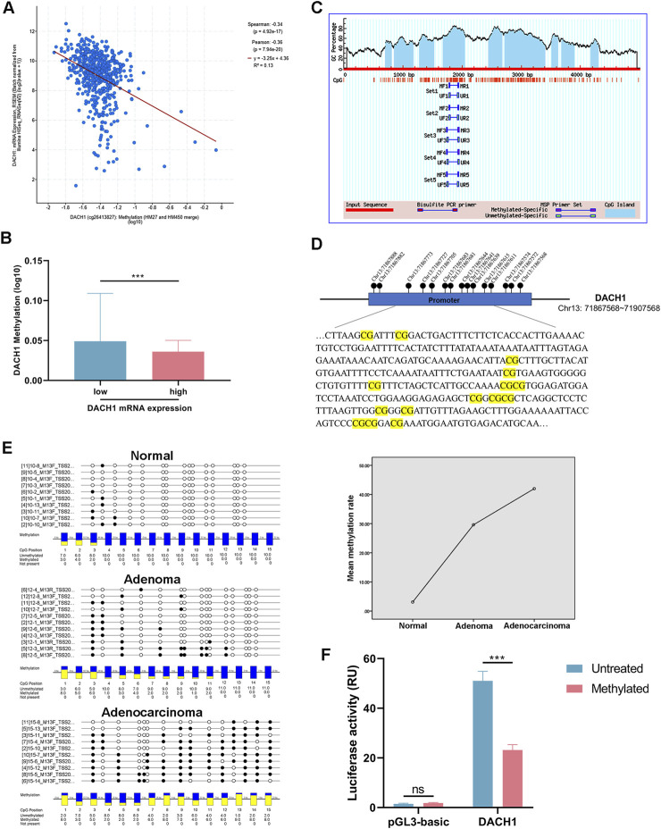 Aberrant DNMT1-mediated DACH1 methylation is associated with colorectal adenoma-to-carcinoma progression.