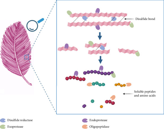 Current Understanding of Feather Keratin and Keratinase and Their Applications in Biotechnology.