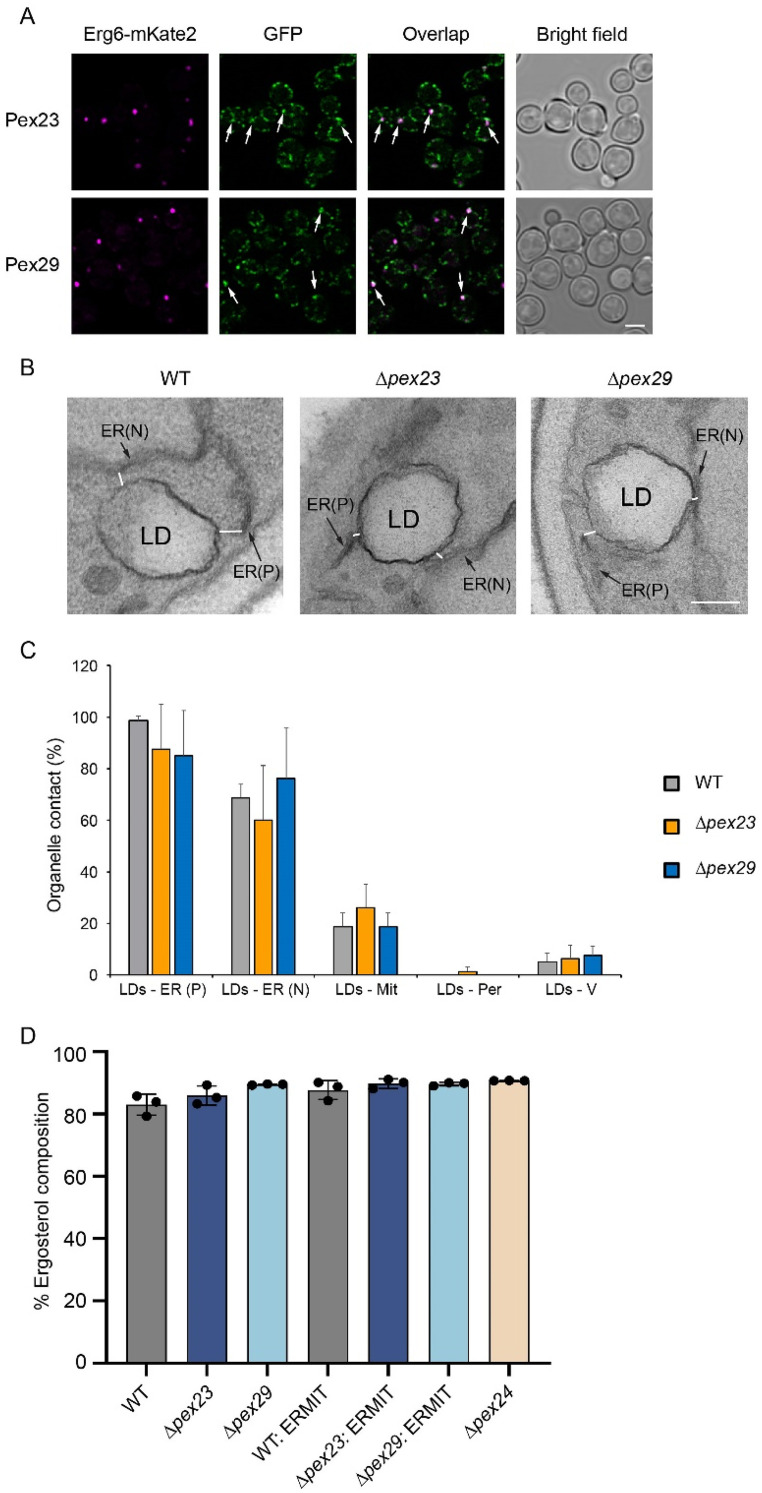 Artificial ER-Mitochondrion Tethering Restores Erg6 Localization and Lipid Droplet Formation in <i>Hansenula polymorpha Δpex23</i> and <i>Δpex29</i> Cells.
