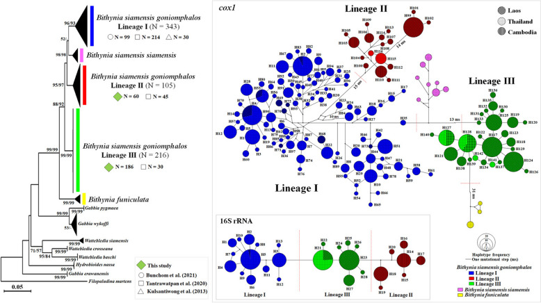 Genetic structure and geographical distribution of Bithynia siamensis sensu lato from Khong and Mounlapamok districts, Champasak Province, Laos.