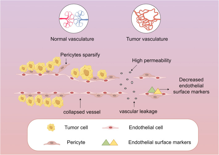 Decoding tumor angiogenesis: pathways, mechanisms, and future directions in anti-cancer strategies.