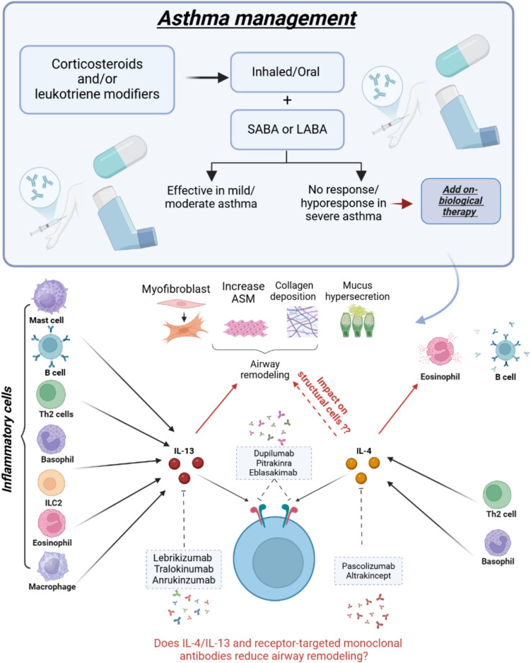 Targeting IL-13 and IL-4 in Asthma: Therapeutic Implications on Airway Remodeling in Severe Asthma.
