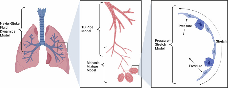 A multidisciplinary approach towards modeling of a virtual human lung.