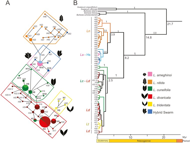 Everything everywhere all at once? Disentangling the long-lasting riddle of phylogenetic relationships and cryptic hybridization in the amphitropical genus <i>Larrea</i>.