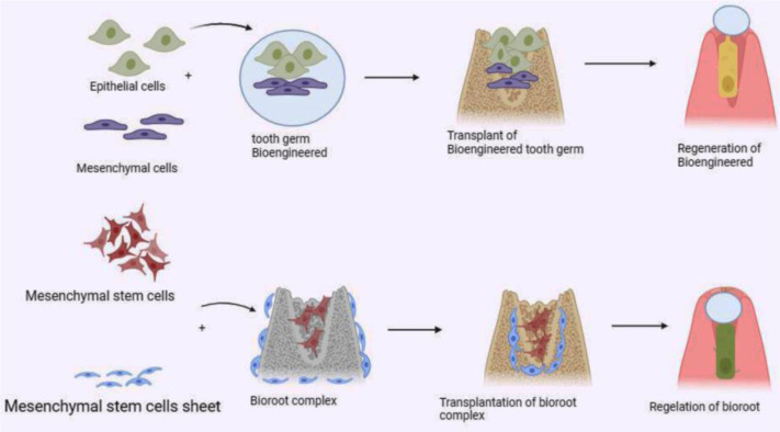Revolutionary Regeneration Therapy Utilizing Dental Stem Cells and State-of-the-Art Nanotechnology Devices to Heal Injured Teeth and Tissues.