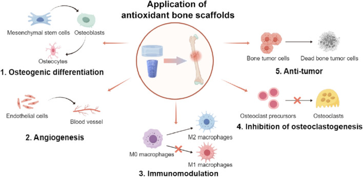 Antioxidant scaffolds for enhanced bone regeneration: recent advances and challenges.