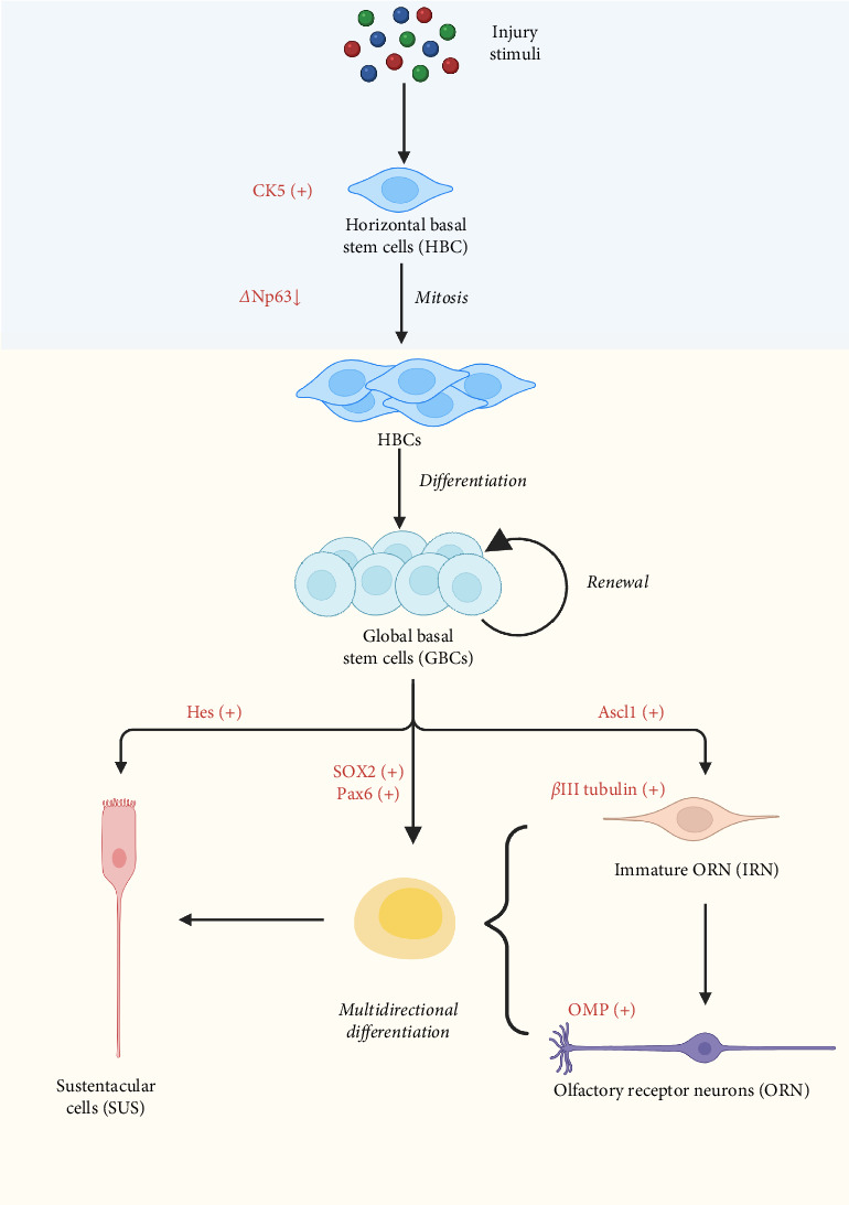 Role and Mechanism of Olfactory Stem Cells in the Treatment of Olfactory Disorders.