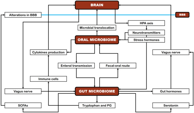 Human oral microbiome and its influence on mental health and brain disorders.