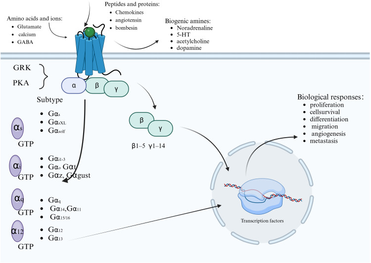 Research Progress of GPR137 in Malignant Tumors: A Review.