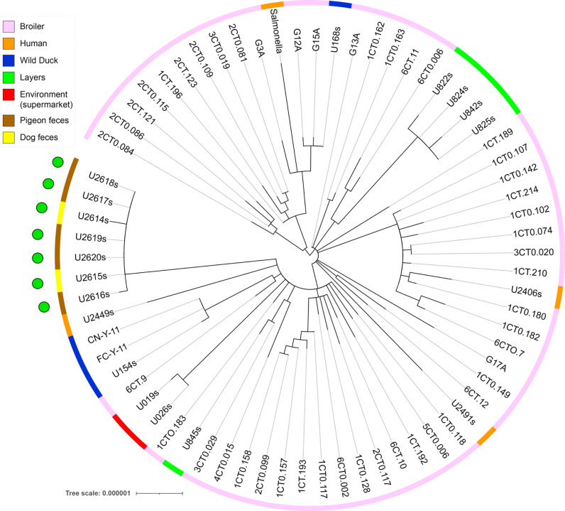Salmonella isolated from street foods and environment of an urban park: A whole genome sequencing approach.
