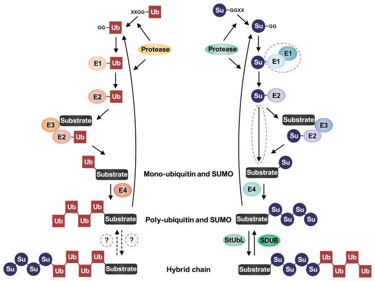 Solo or in Concert: SUMOylation in Pathogenic Fungi.